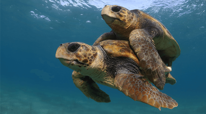 Tartarugas marinhas são infiéis