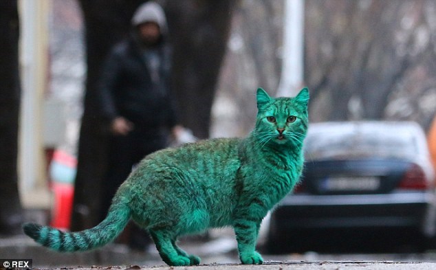 Depois dos cães azuis, gato verde é encontrado na Bulgária 