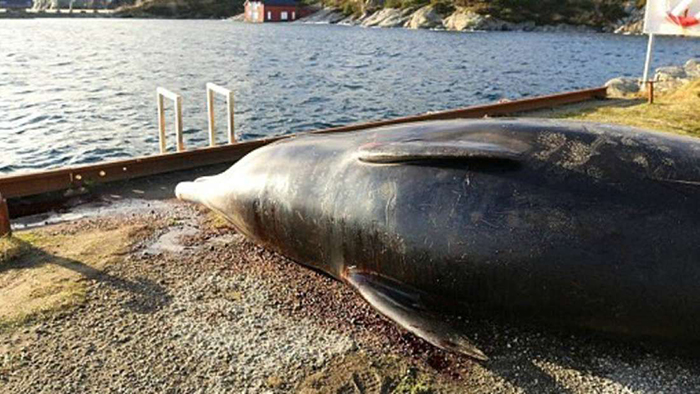 Baleia tem que ser sacrificada após comer muito plástico