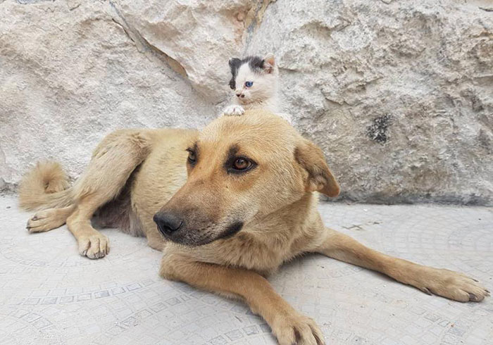 Gato e cão sobreviventes de guerra formam amizade única 
