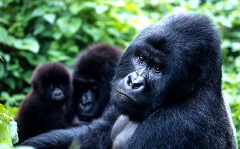 Gorila-das-montanhas é removido da lista 