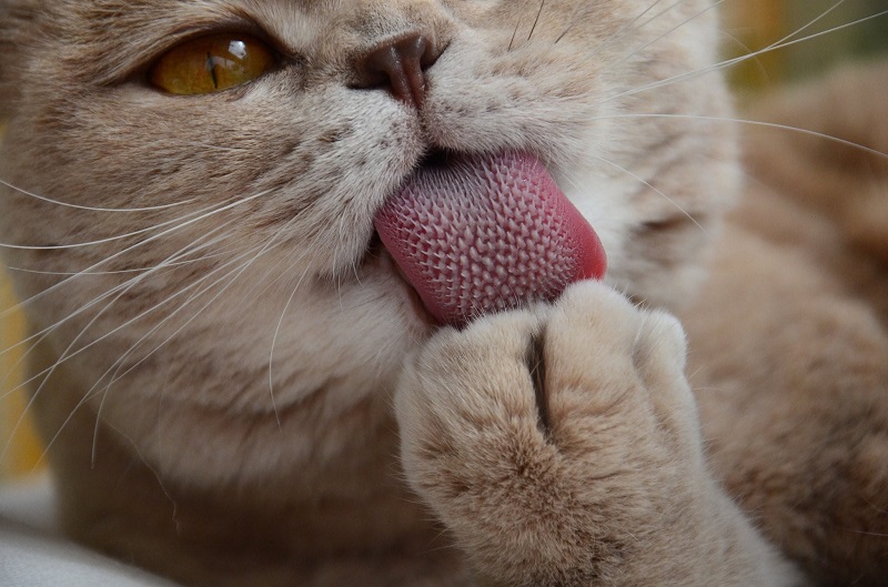 Estudo revela os segredos das línguas dos gatinhos