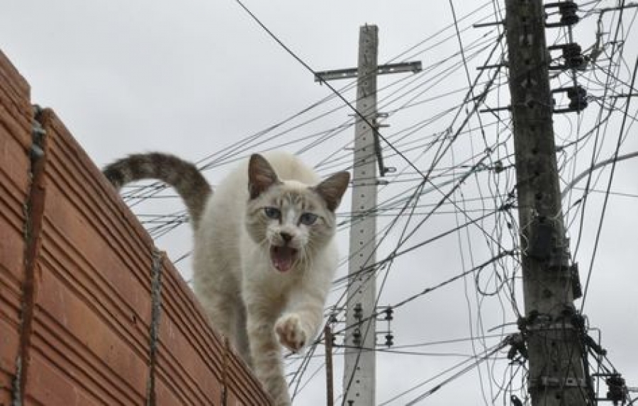 Família russa culpa o gato pelas contas de energia alta 