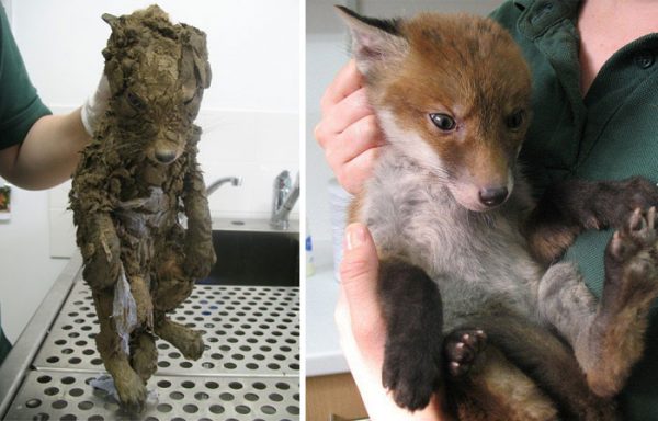 15 animais antes e depois de serem resgatados