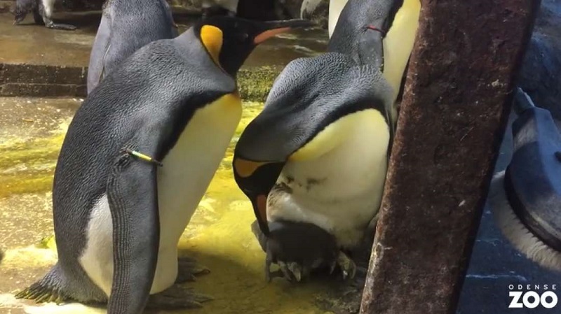 Casal gay de pinguins adota filhote que foi negligenciado 
