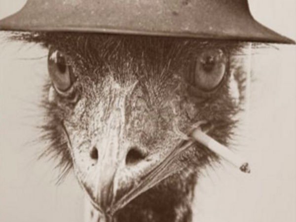 Você já ouviu falar da Grande Guerra dos Emus? 