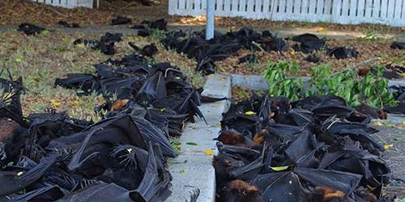 Quase mil morcegos apareceram mortos na Australia 