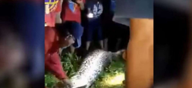 Homem é encontrado dentro de uma python de 7 metros 