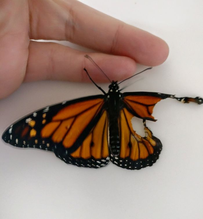 Mulher salva borboleta com surpreedente transplante de asa 