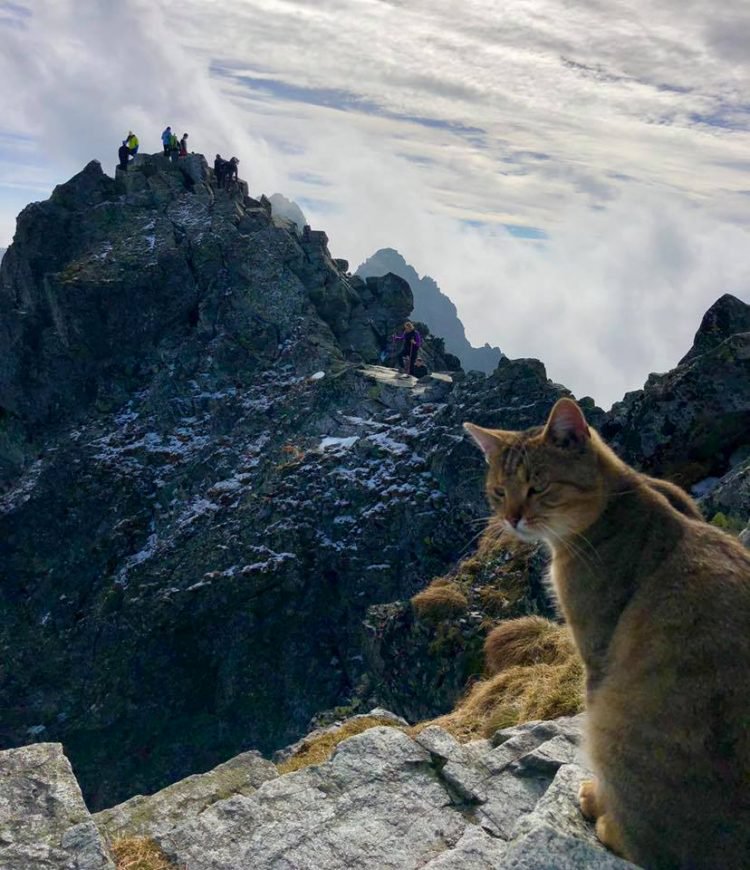 Montanhista sobe montanha e encontra um gato de boa lá em cima