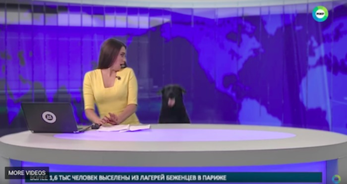Na Russia, é o jornal que vira notícia. Com ajuda de um cãozinho