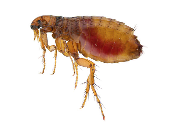 Bactéria da Peste Negra é encontrada em pulgas nos EUA 