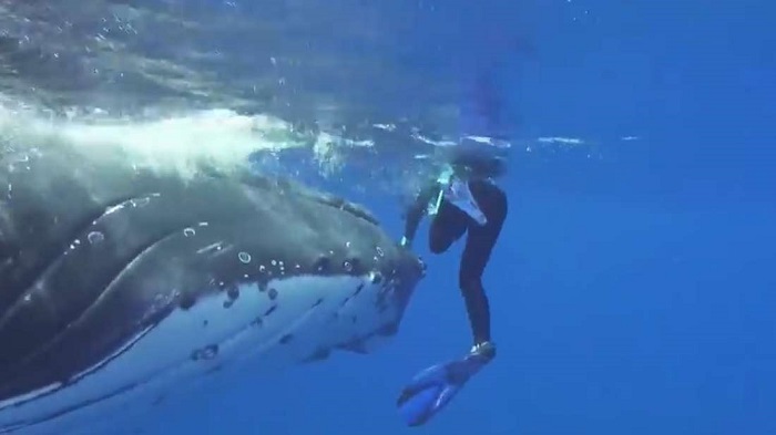 Vídeo inédito mostra baleia protegendo mergulhadora de tubarão
