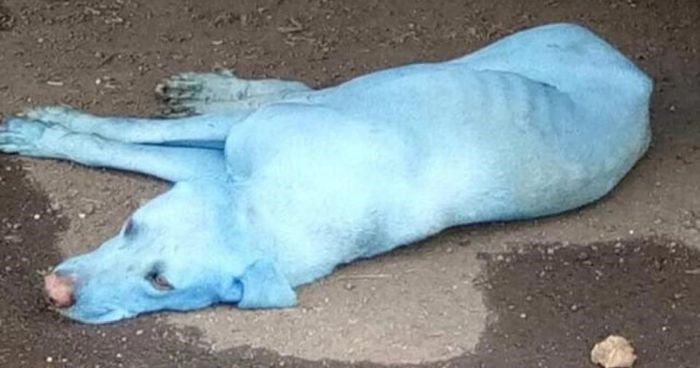 O que fez estes cães ficaram azul na Índia? 