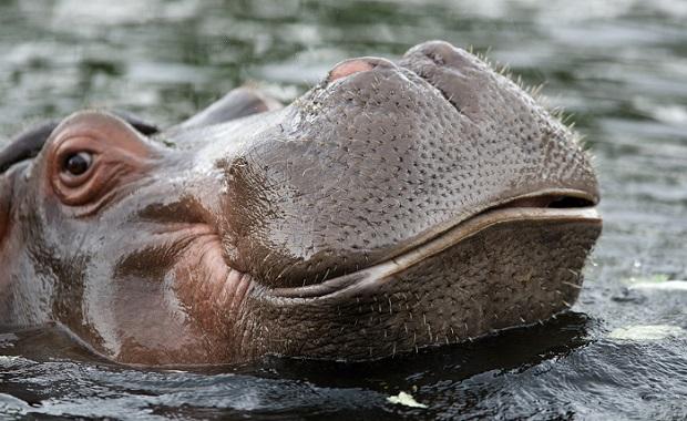 Cientistas descobrem que nº 2 de hipopótamos é mortal 