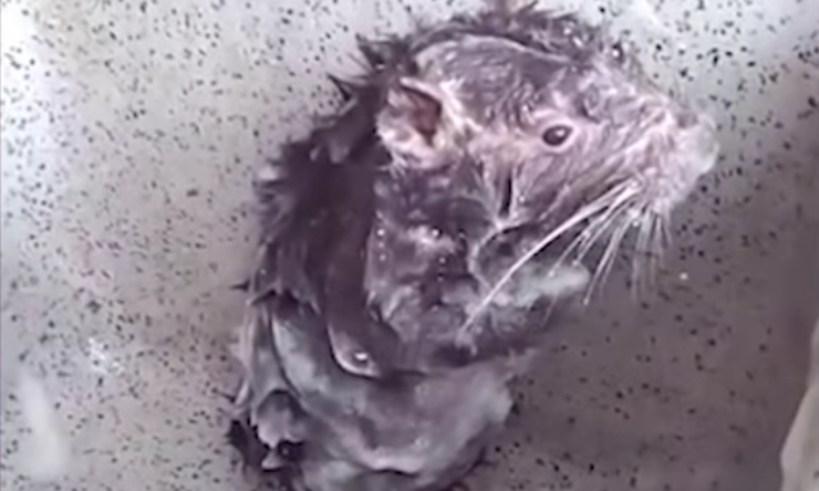 O vídeo do Rato tomando banho não é o que você pensa...