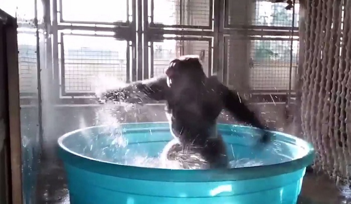 Gorila dançando Maniac vai ser a melhor coisa que você vai ver
